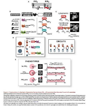 The core topology of cell polarization