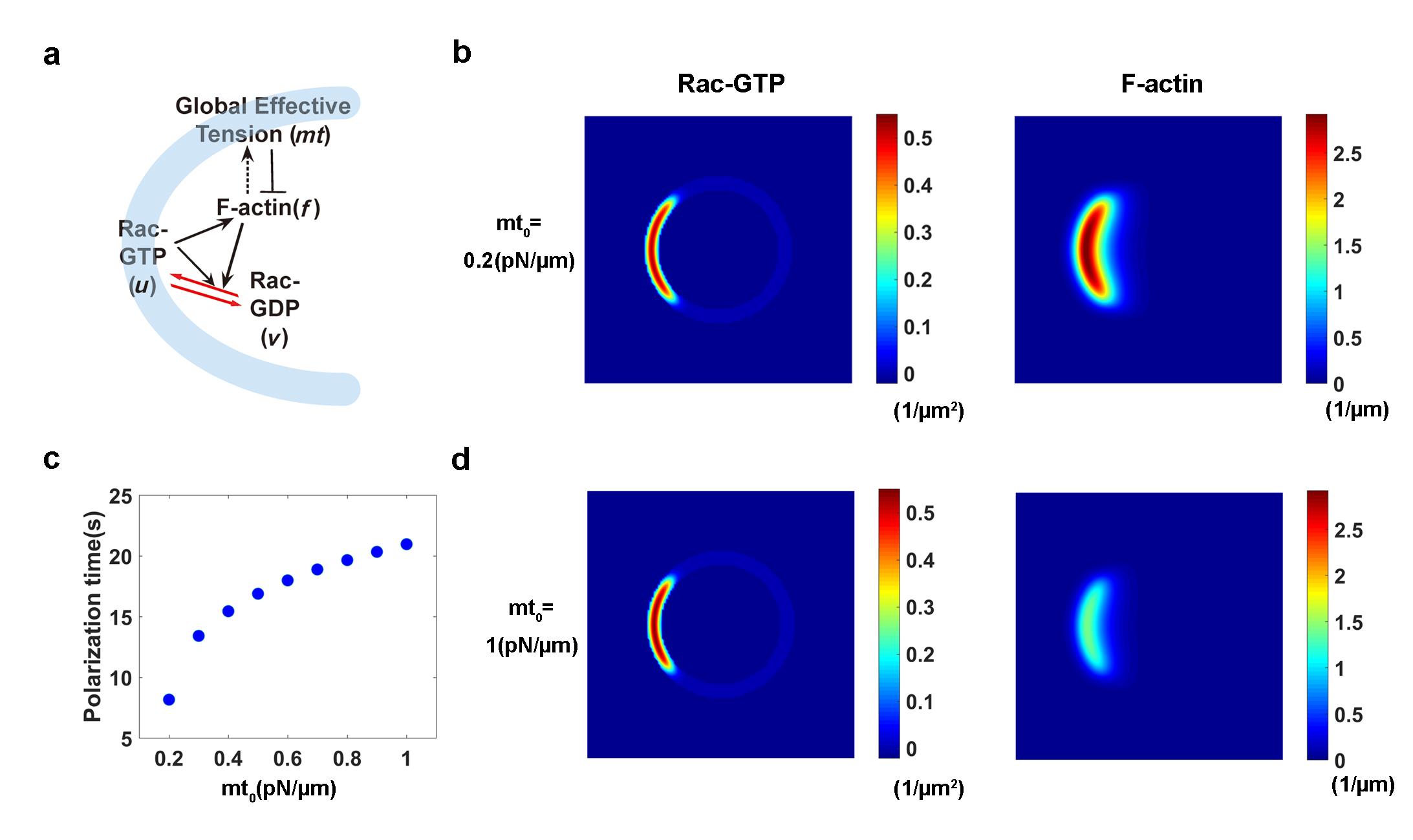 Liu’s Lab and Zhang’s Lab jointly established a mechano-chemical cell polarity