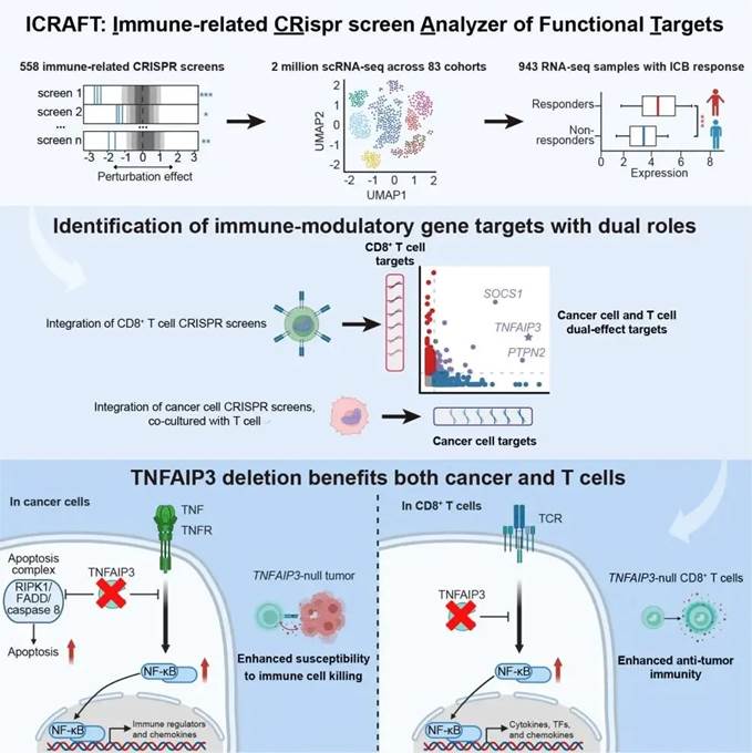 Immunity | 曾泽贤团队与合作者开发肿瘤免疫靶点鉴定平台ICRAFT，解析A20抗肿瘤机制