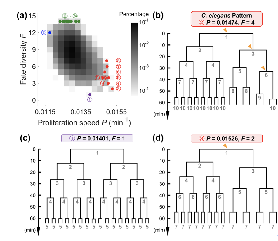 Phys. Rev. E - 线虫胚胎细胞谱系优化原理-汤超实验室-北京大学