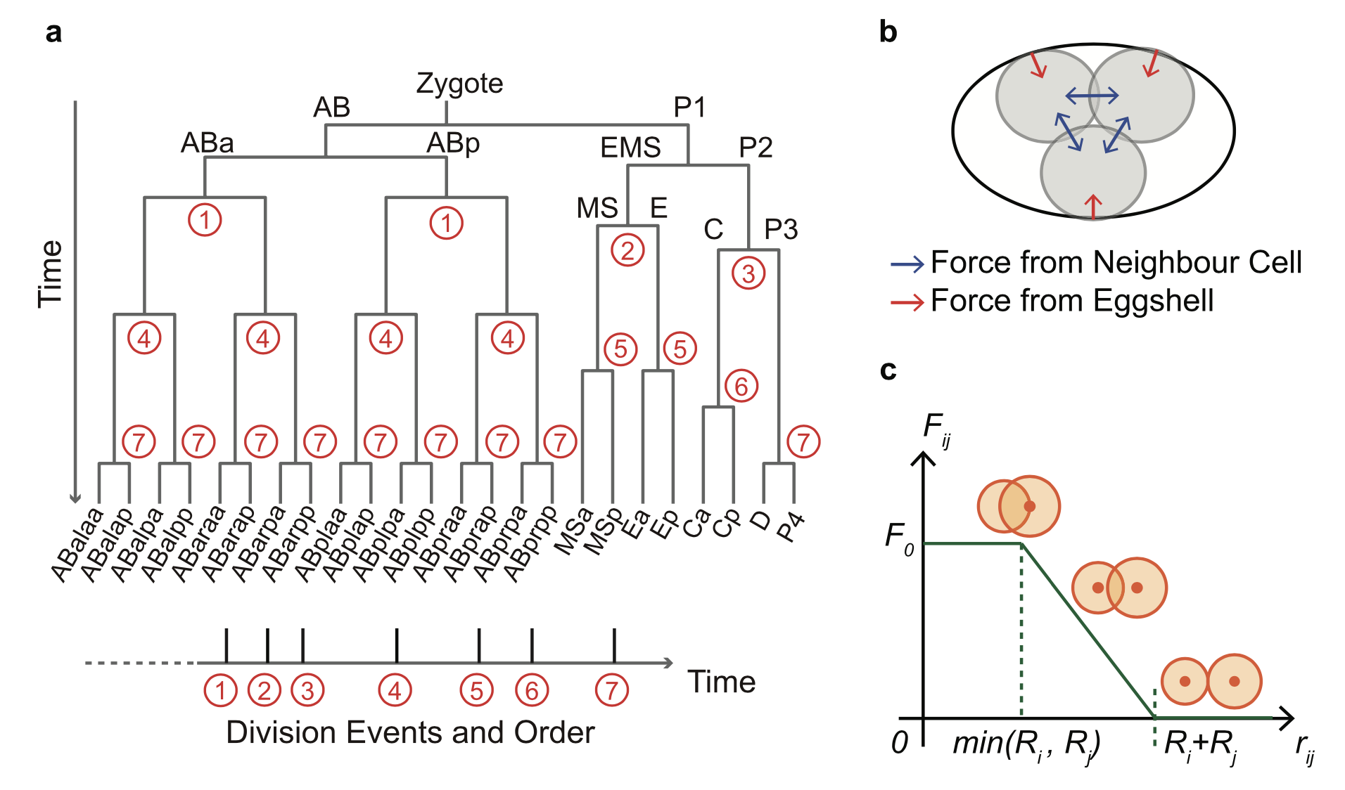 Tang lab published paper on Physical Biology studying the robustness of the direction and sequence of division in the development of C. elegans embryos