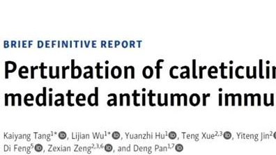 JEM |曾泽贤课题组合作揭示CALR/肽装载复合物影响抗肿瘤免疫的机制
