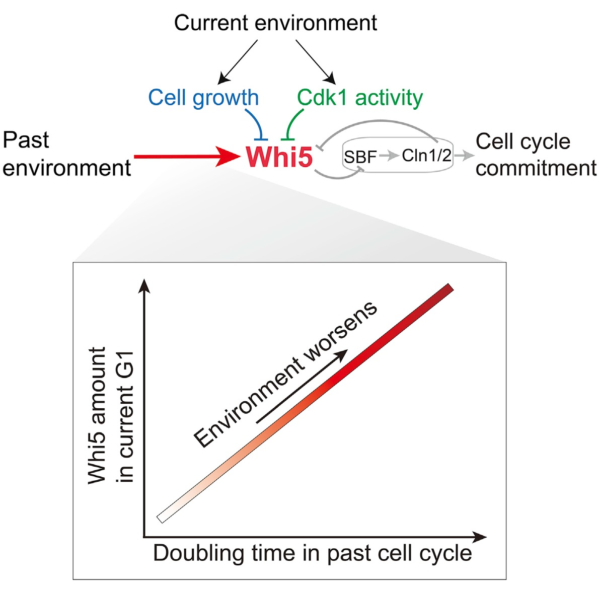 Tanglab published paper on Cell Reports to reveal the molecular mechanism of the cell cycle inhibitor Whi5