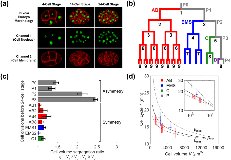 Lineage optimization in nematode’s early embryogenesis