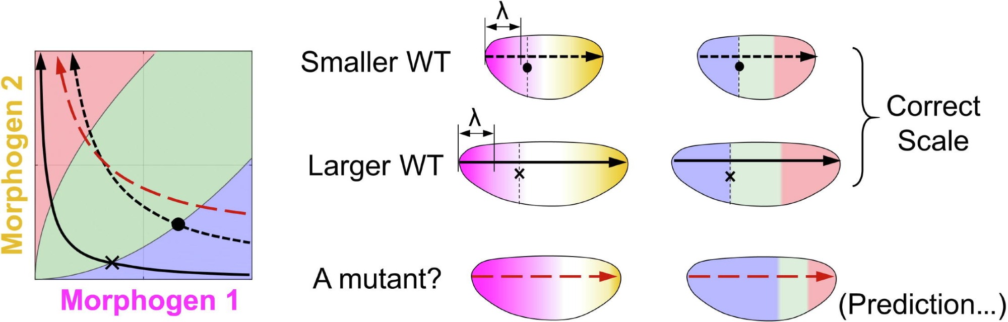Scale invariance in Drosophila segmentation