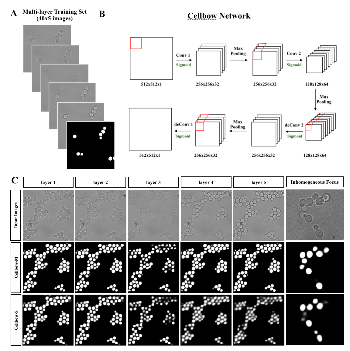 “Universal” cell segmentation software - Cellbow