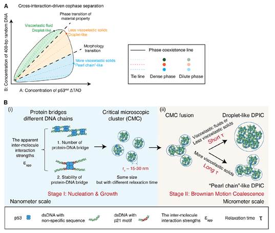 齐志、李文飞、陈春来团队合作揭示DNA-蛋白共凝聚物形貌转变的分子机制