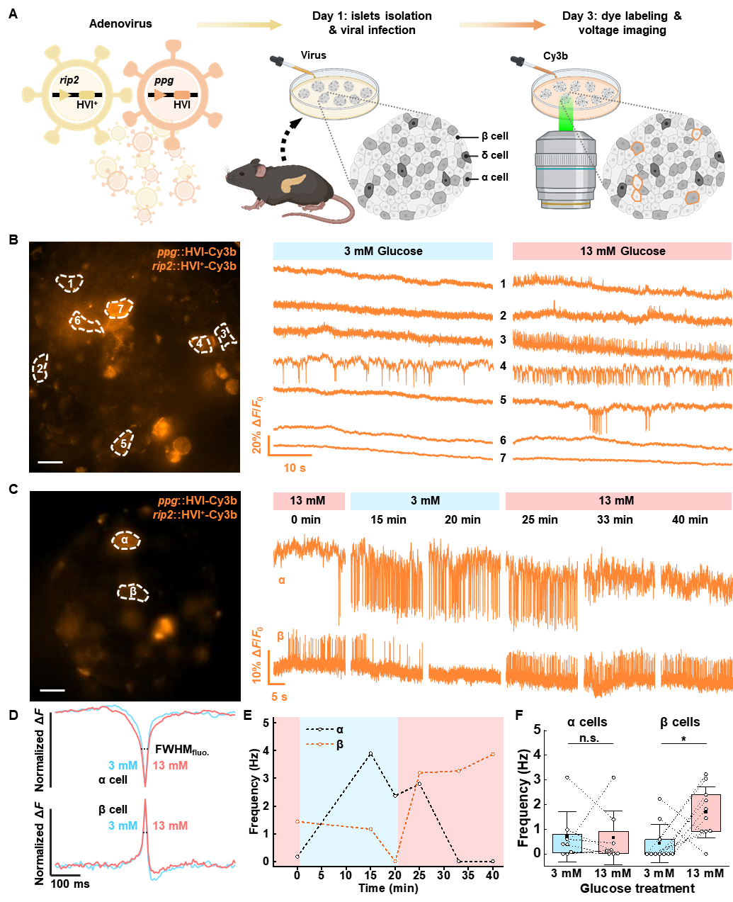 汤超实验室与合作者在《Science Advances》杂志在线发表了研究成果：Positive-going hybrid indicators for voltage imaging in excitable cells and tissues