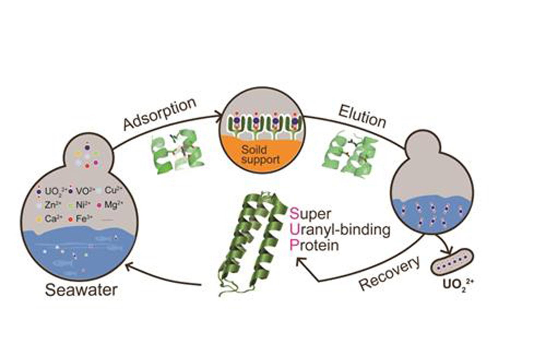 A protein engineered to bind uranyl selectively and with femtomolar affinity