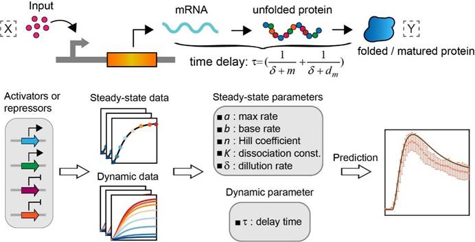 罗春雄组：基于时序数据及动力学模型的合成基因回路参数表征与动力学预测