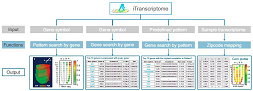 iTranscriptome