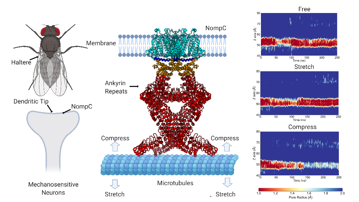 北京大学定量生物学中心 北京大学定量生物学中心